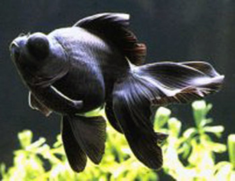 Фантейл черный телескоп