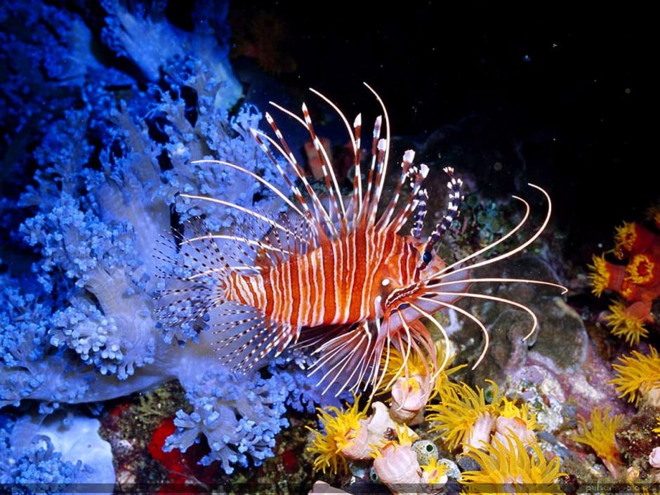Larval Lionfish