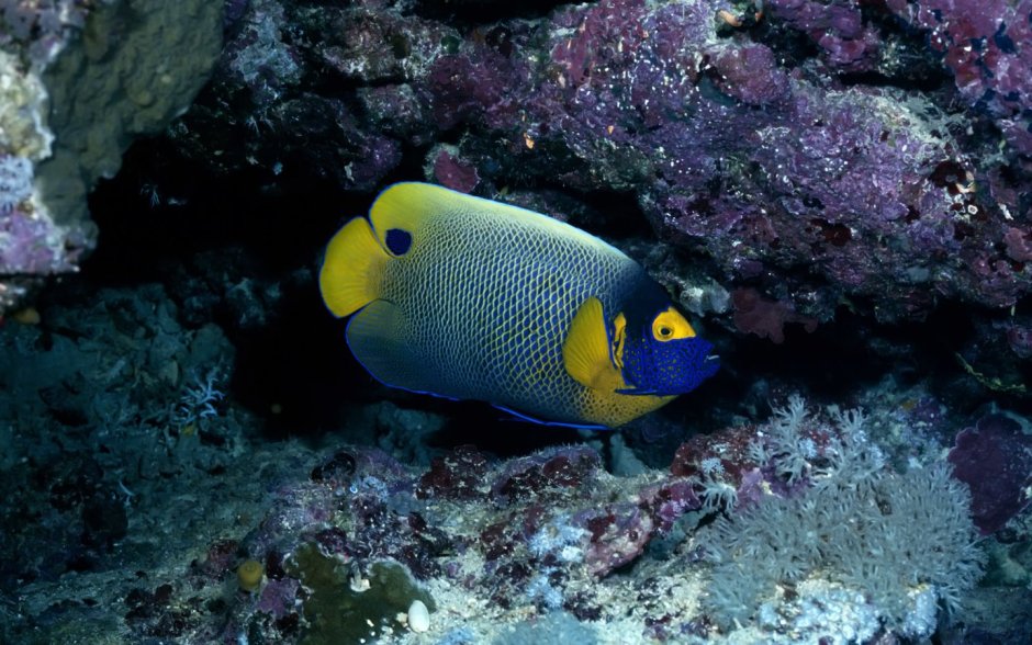 Обитатели красного моря