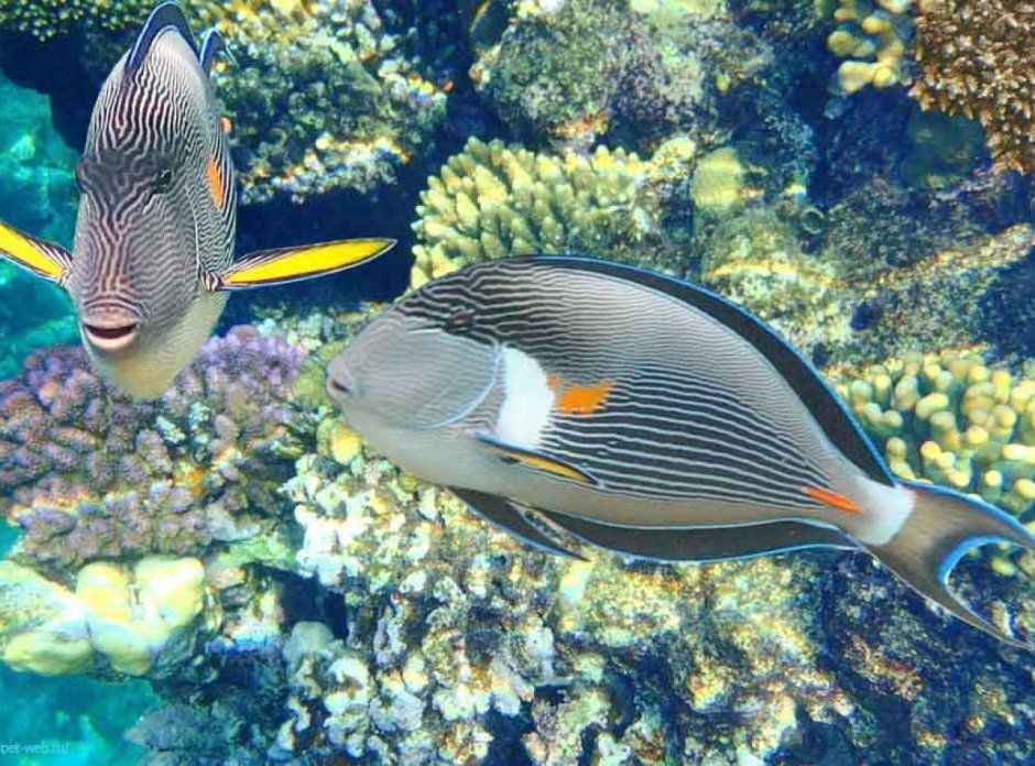 Рыба хирург сохал