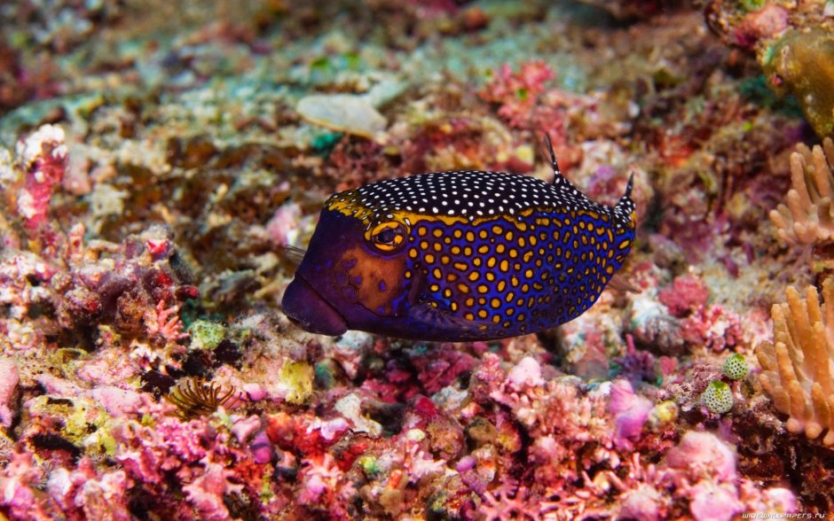 Рыба кузовок красное море