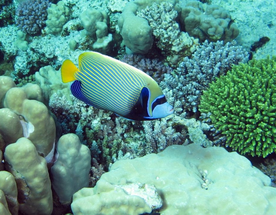 Emperor Angelfish (Pomacanthus Imperator)