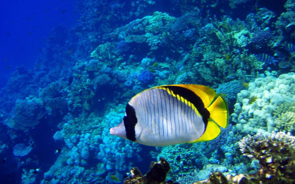 Рыбки красного моря