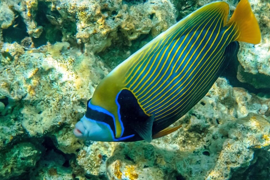 Рыбы красного моря Египет