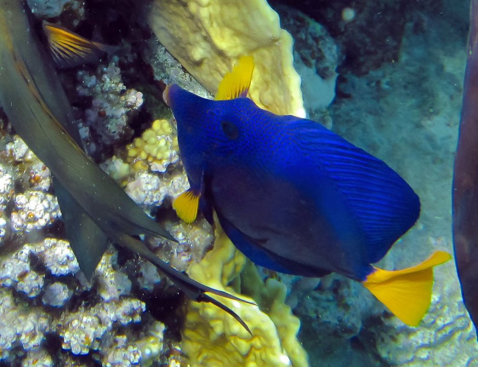 Рыба зебрасома желтохвостая