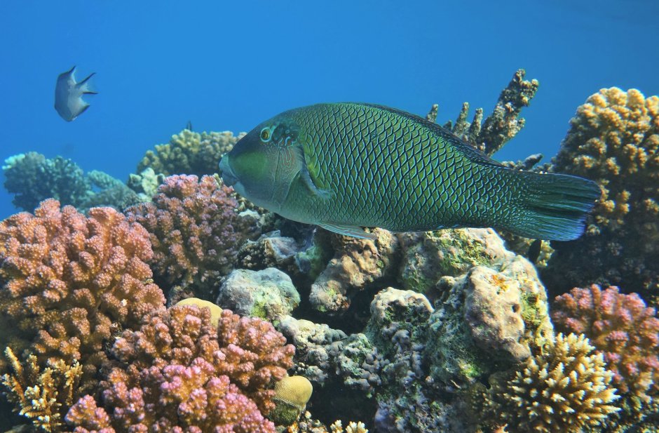 Рыба Баярд красное море