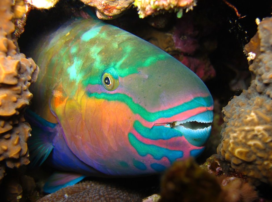 Рыба попугай красное море