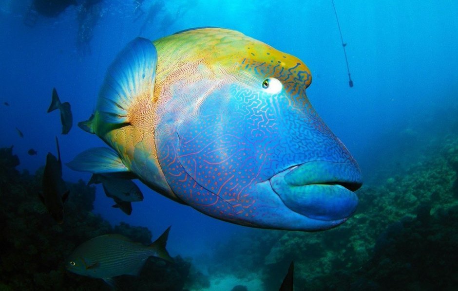 Рыба-Наполеон губан Маори