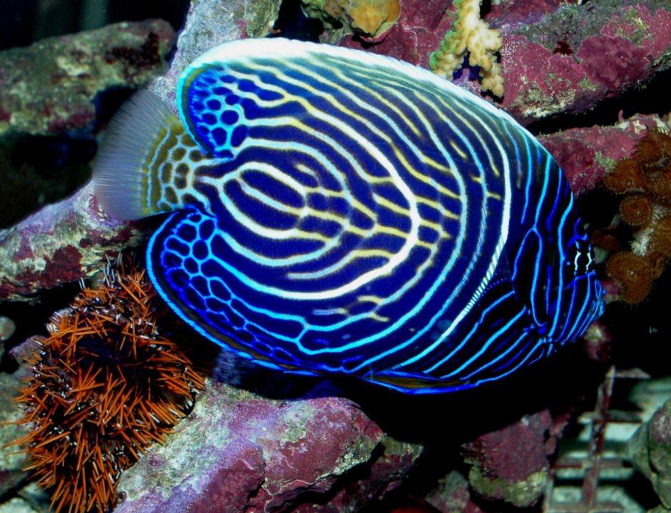 Помакантус Император