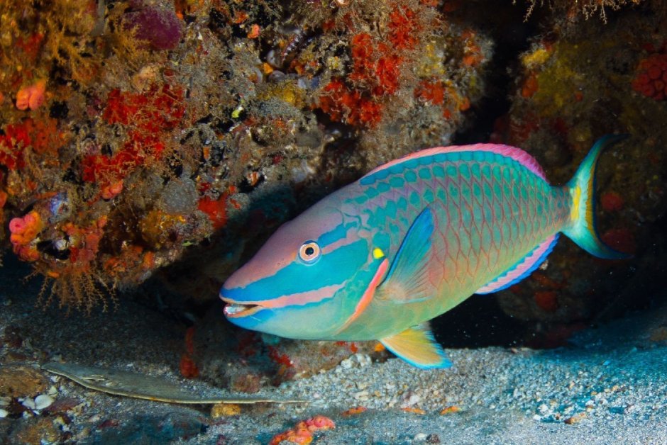 Рыба попугай окунеобразная