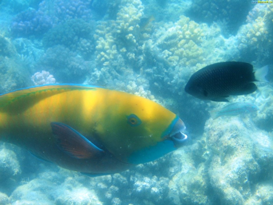 Редкие рыбы красного моря