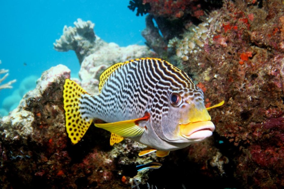 Фото океанических экзотических рыб