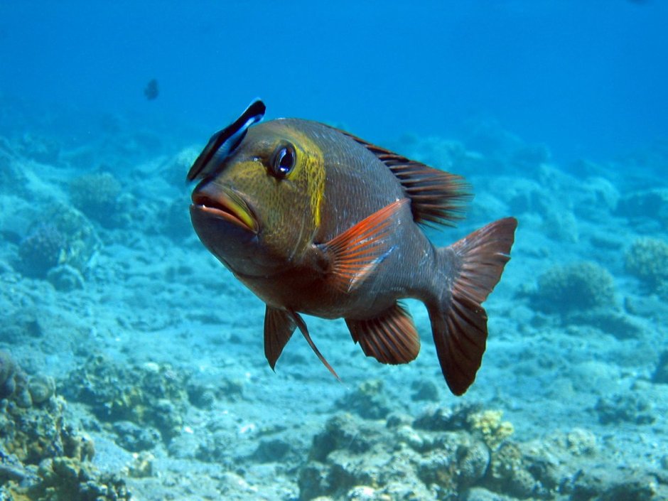 Желтогубый летрин