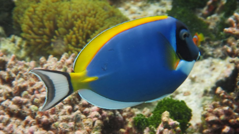 Красное море рыба хирург