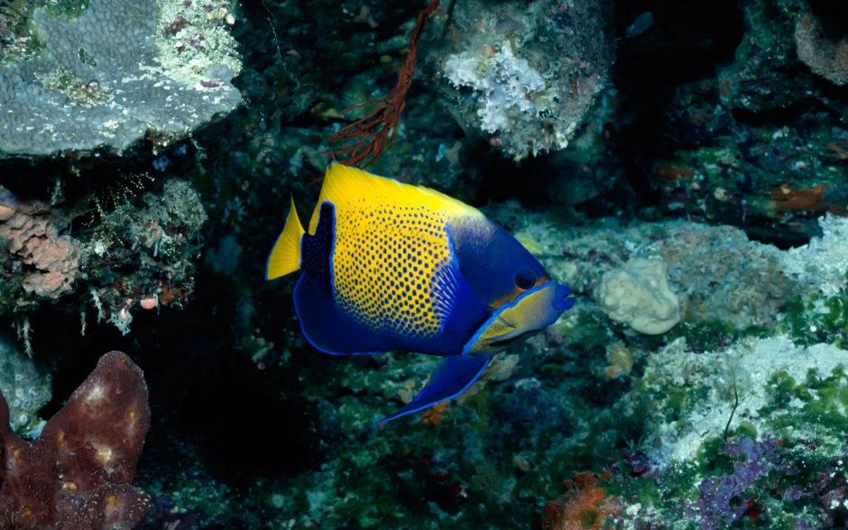 Желтополосая рыба ангел