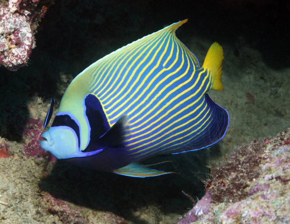 Арабский губанчик