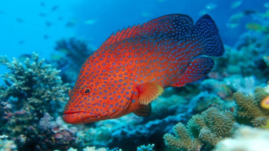 Рыбы тропической зоны