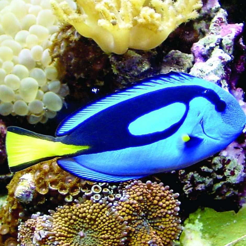 Рыбка хирург голубая дори