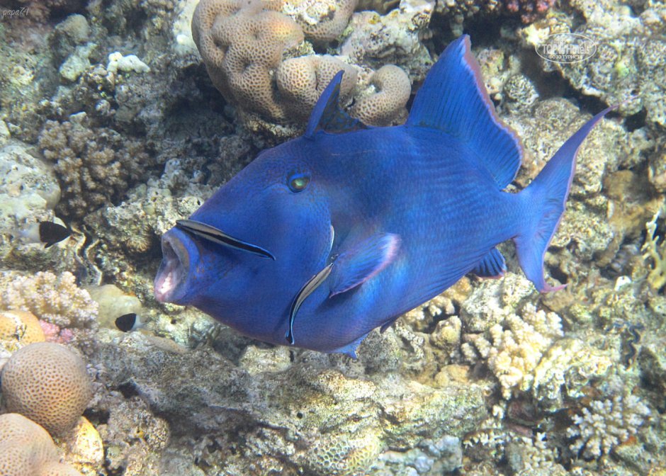 Голубой спинорог