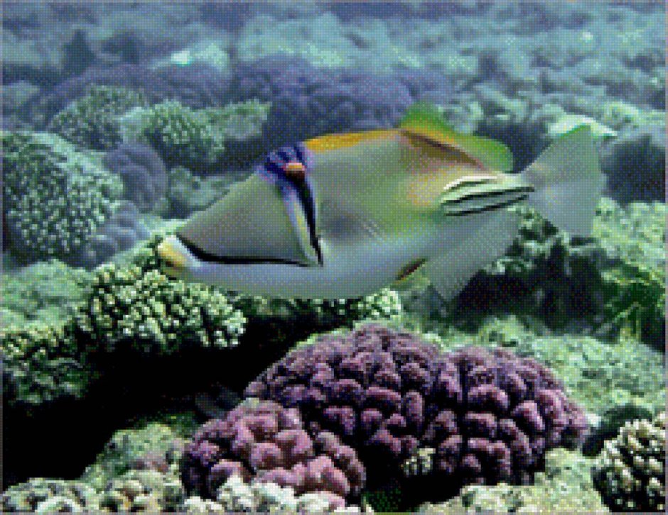 Спинарожек Пикассо рыба