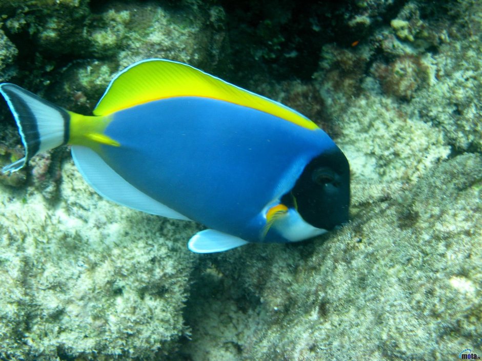 Океанские рыбки