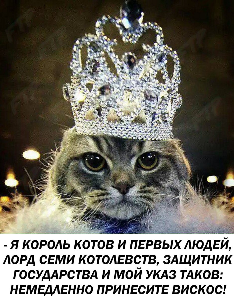 Кошечка с короной