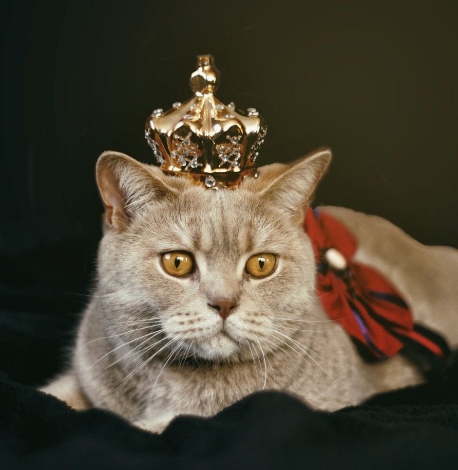 Кот в короне