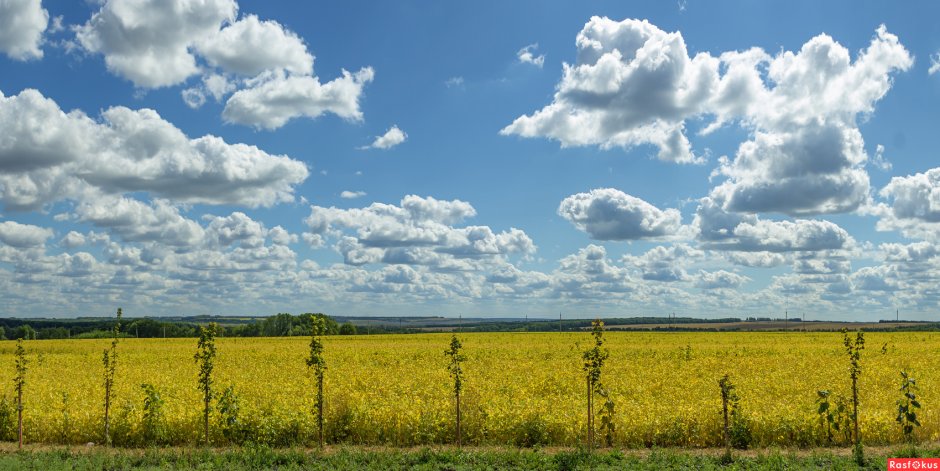Поля Белгородской области