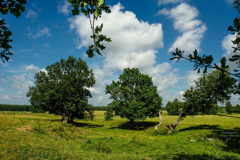 Деревья Ростовской области