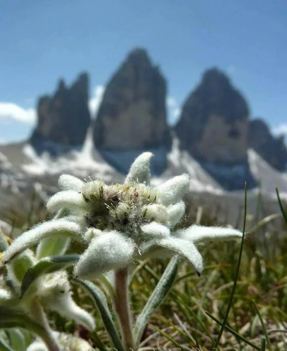 Эдельвейс Швейцария