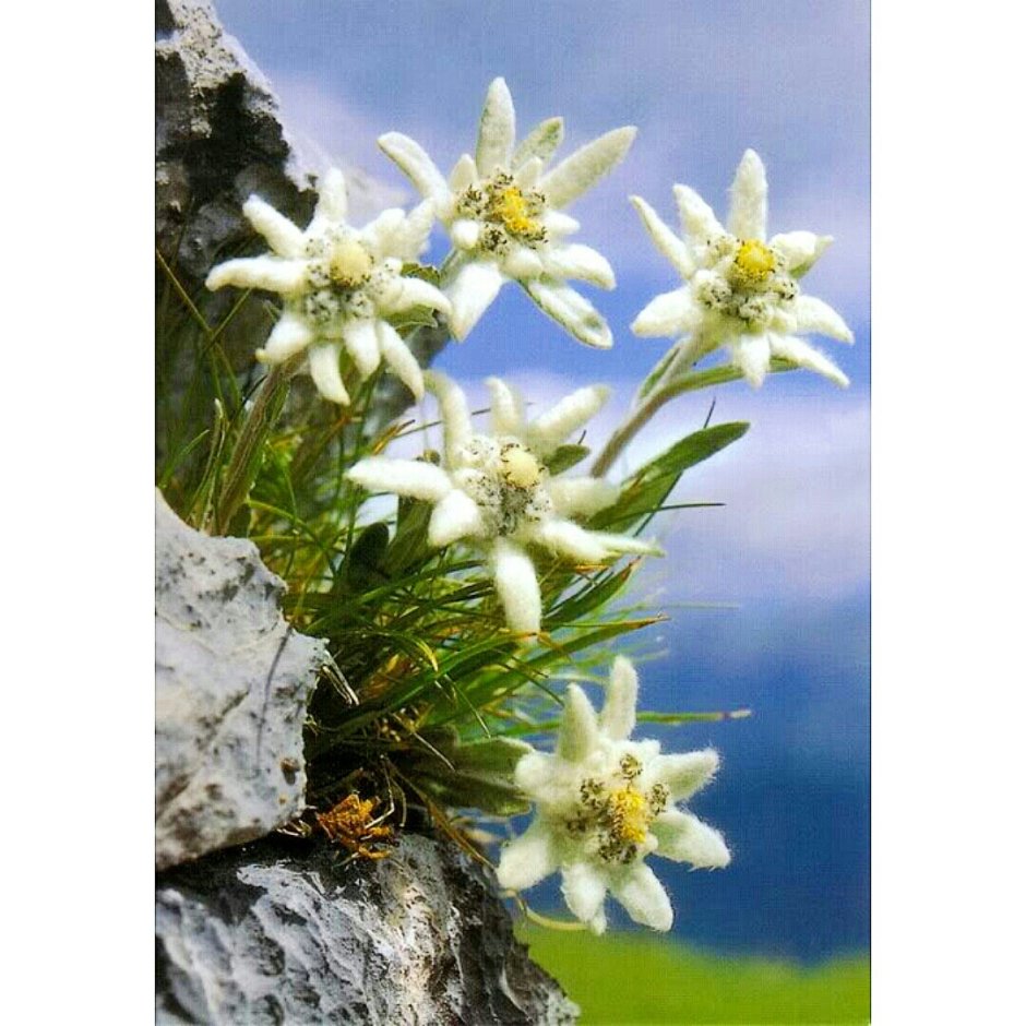 Эдельвейс цветок