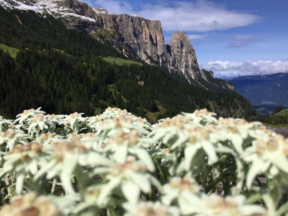 Альпийский Эдельвейс в Австрии