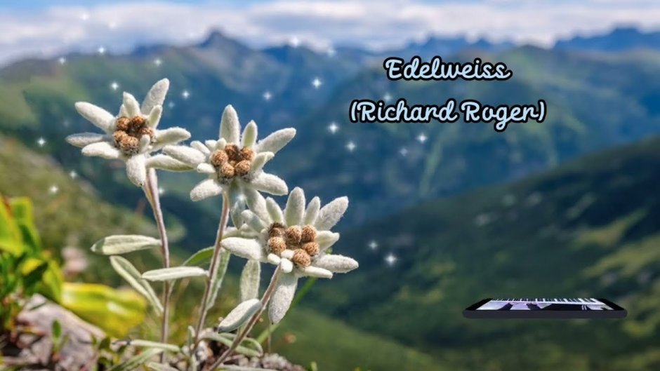 Эдельвейс Альпийский