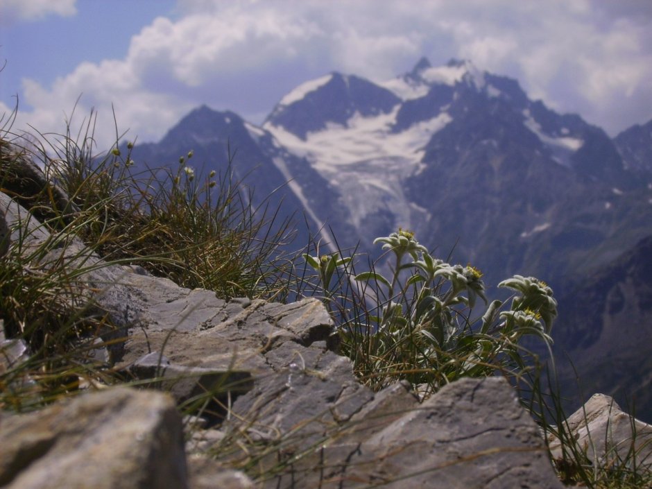Эдельвейс на Эльбрусе