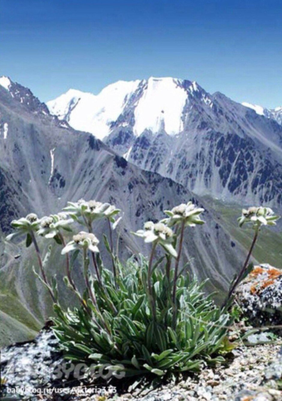 Эдельвейс фото в горах