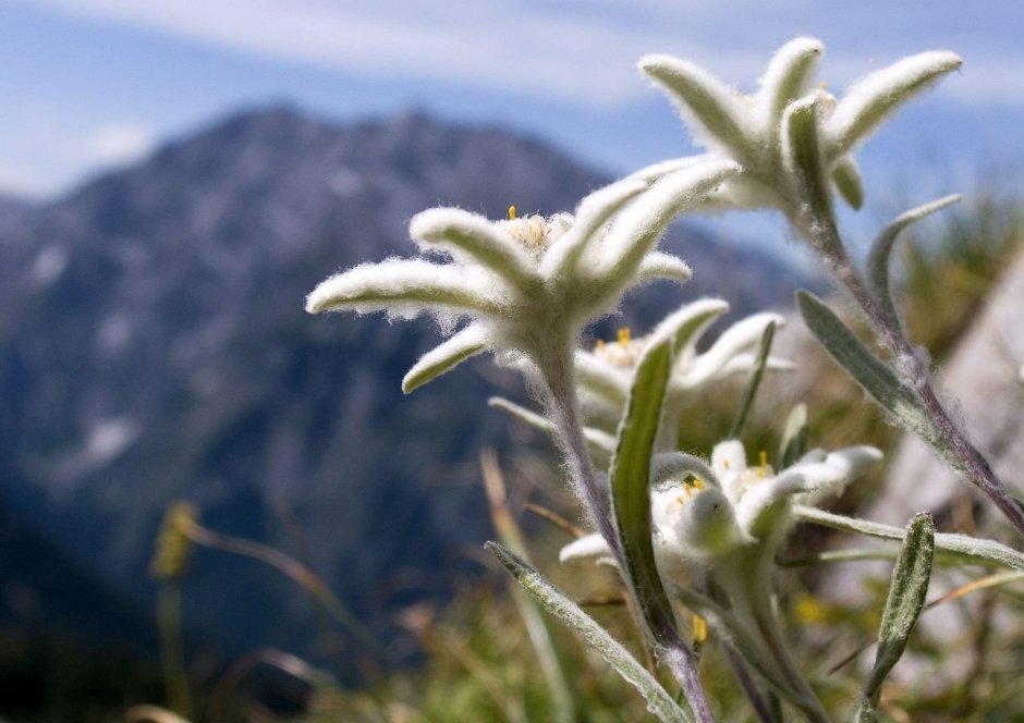 Эдельвейс (растение)