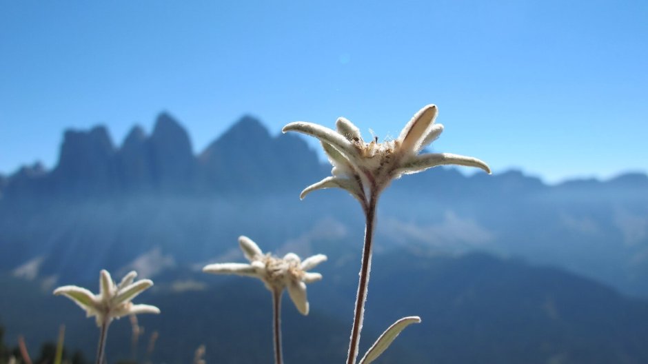Эдельвейс Альпийский