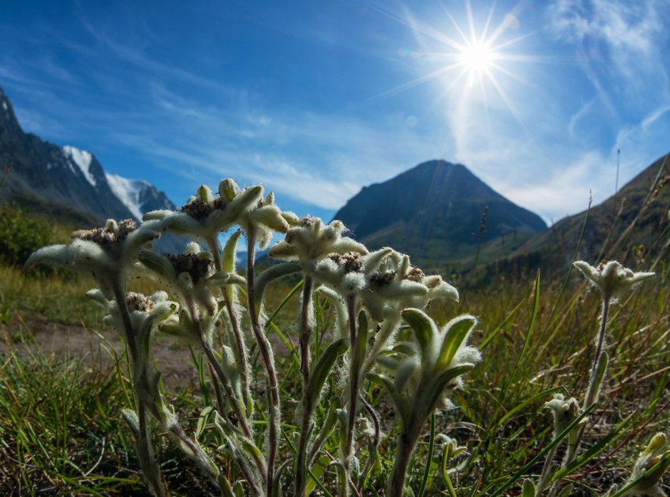 Горный цветок Эдельвейс