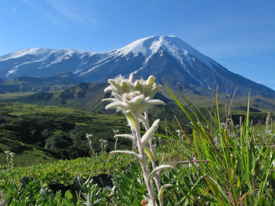 Эдельвейс в Альпах
