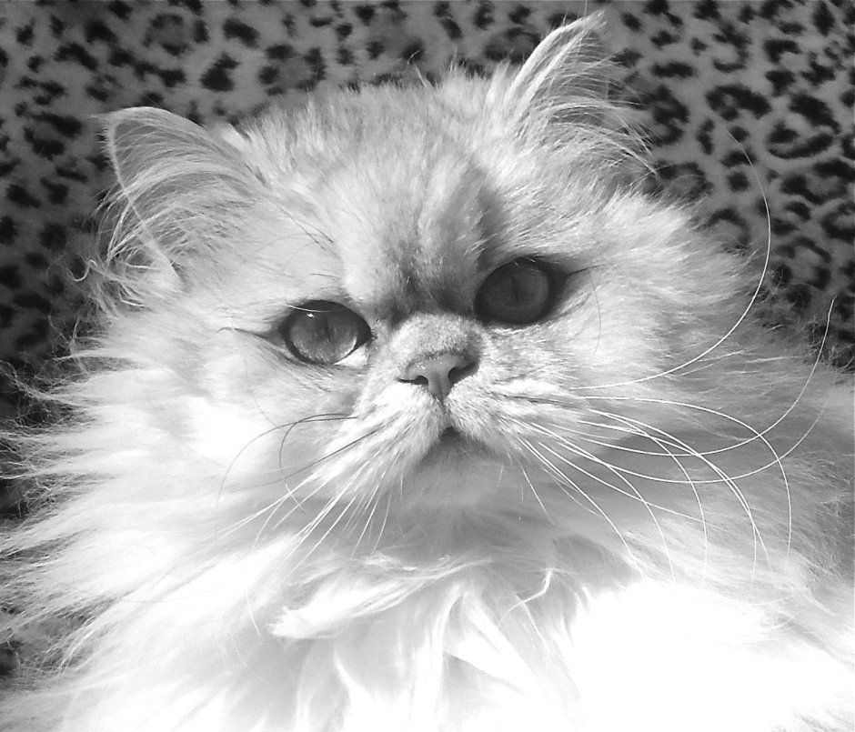 Милый персидский кот