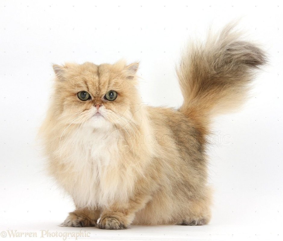 Персидская Золотая шиншилла кошка
