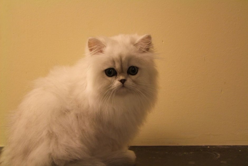 Персидская шиншилла рыжая