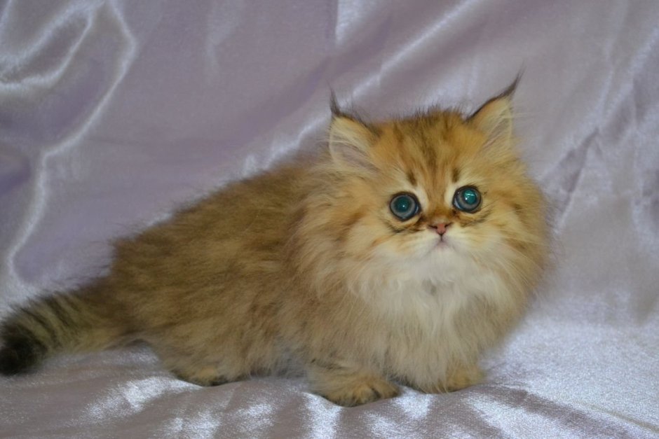 Персидская Золотая шиншилла кошка