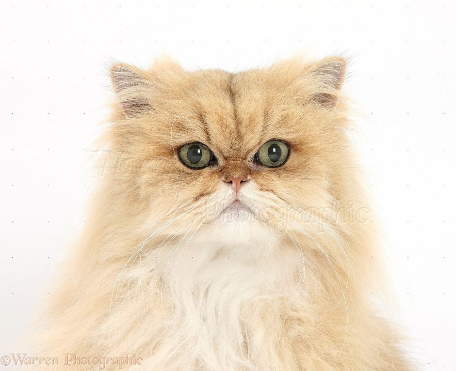 Персидский шиншилла кот персиковые