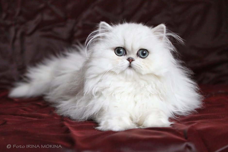 Белая Персидская шиншилла кошка