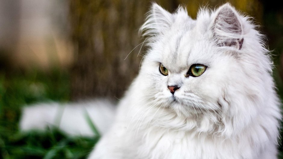 Порода кошек Персидская шиншилла