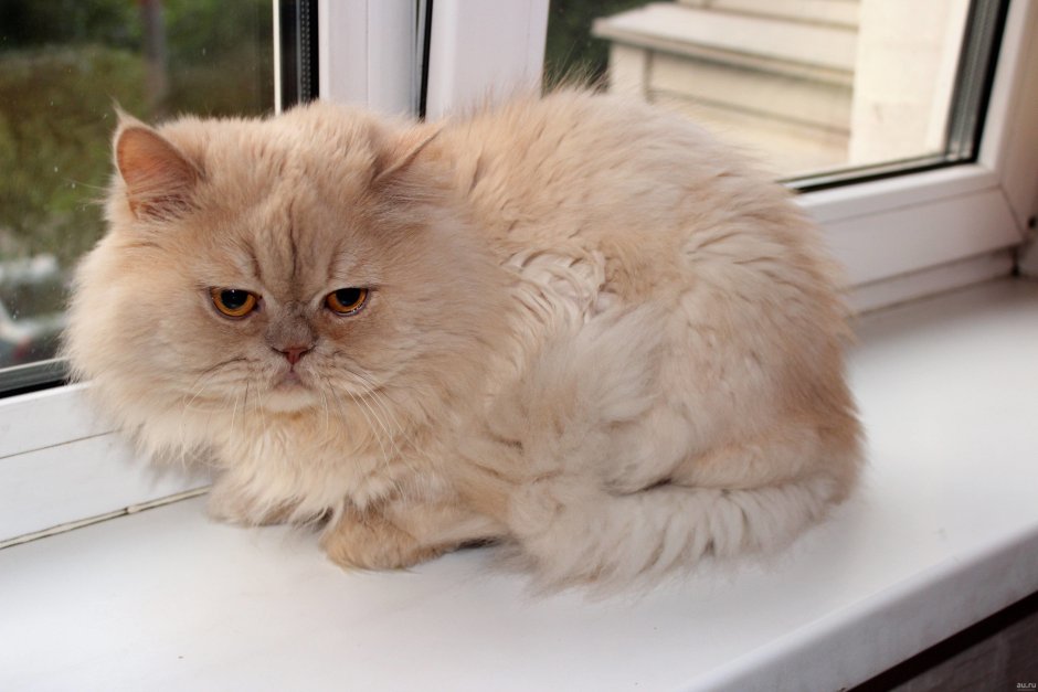 Персидский шиншилла кот рыжий