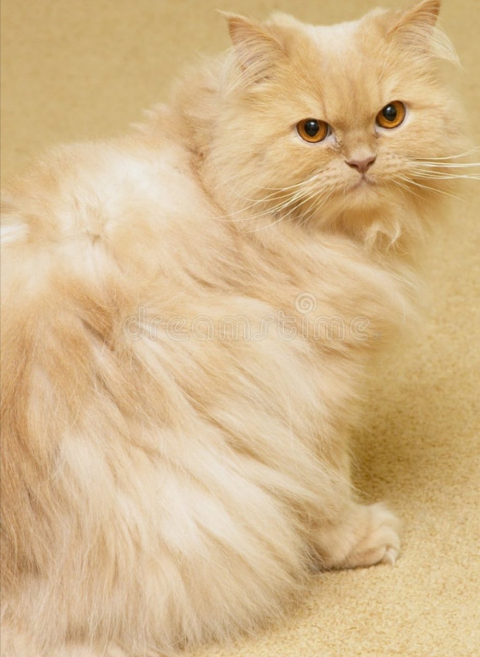 Фото персидский бежевый кошечка