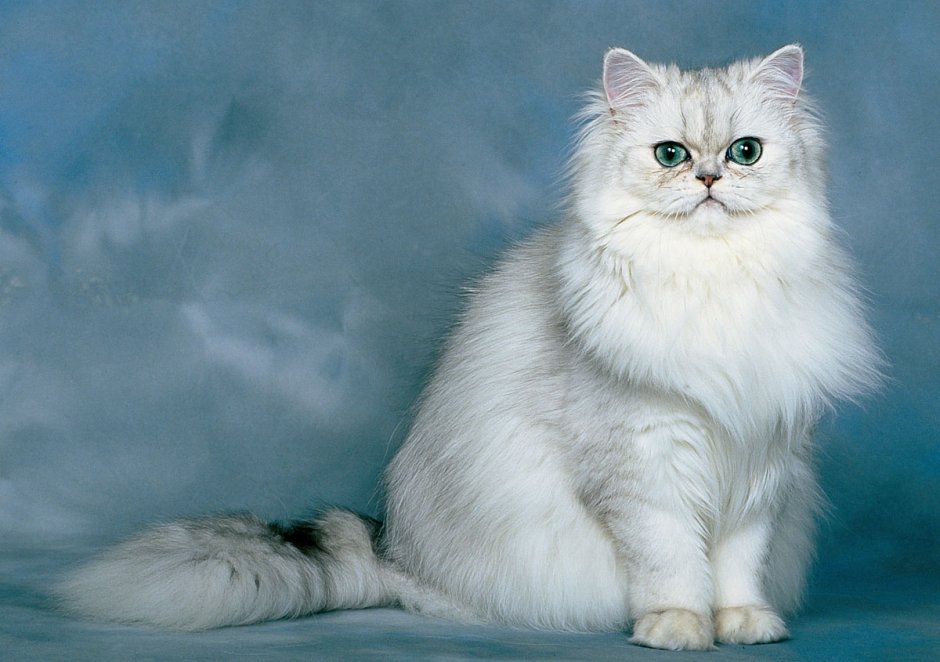 Персидская шиншилла классика