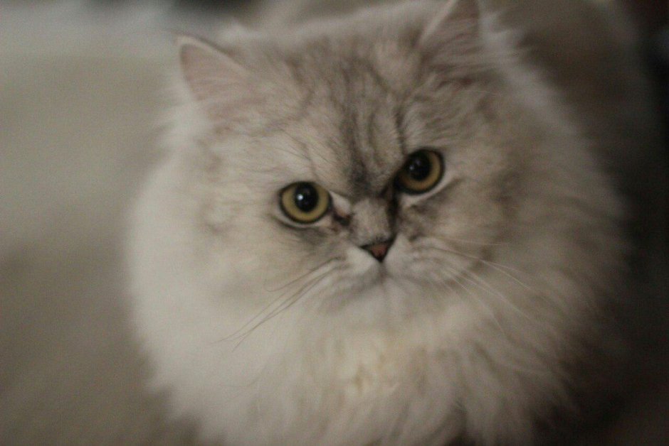 Серебряная шиншилла Персидская кошка
